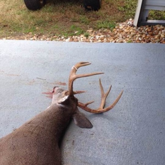 Meet your Posher, Hunter - Picture 1 of 1